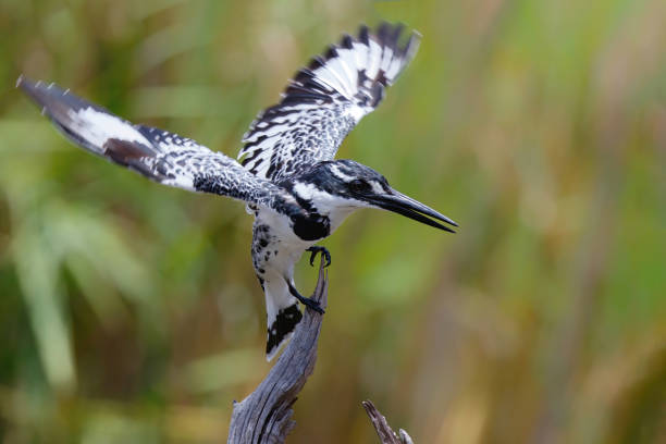 istock Pied kingfisher in Kruger National Park 1294121009