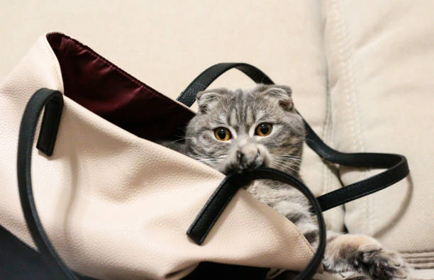 istock Cat sitting in a bag on a light background. 1294121833