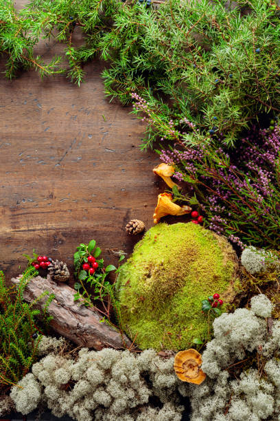 istock Wooden background with different Northern plants and berries. 1294123756