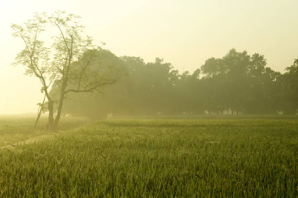 istock Green rice field india,paddy 1294123851