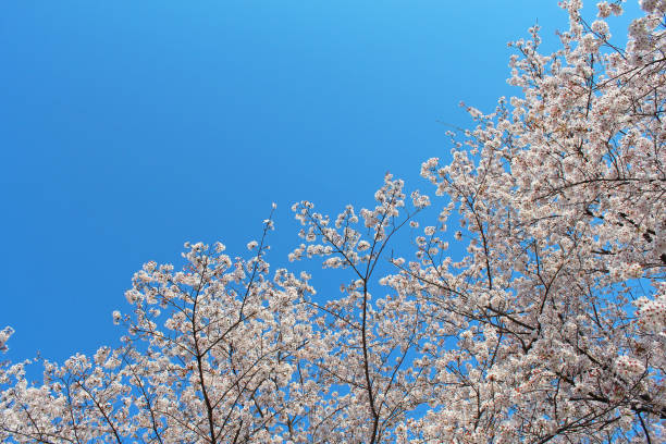istock ”Somei Yoshino” cherry tree in Japan 1294124766