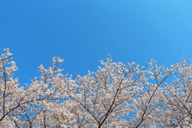 istock ”Somei Yoshino” cherry tree in Japan 1294126555