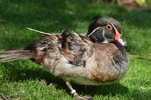 Mallard duck isolated in a park