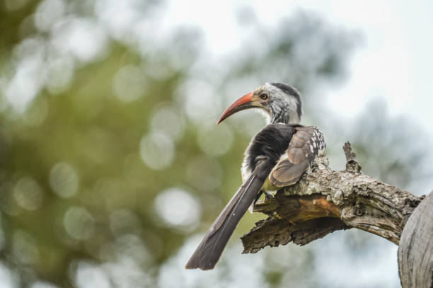 istock Yellow billed hornbill in Etosha 1294127611