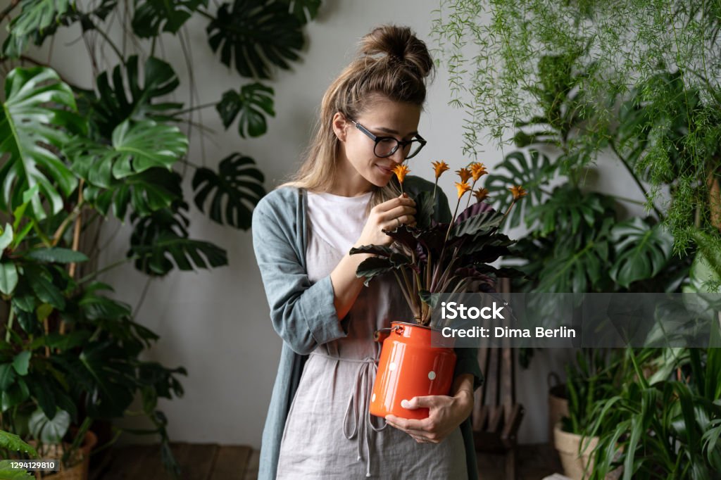 Smiling woman florist holding flowering calathea plant in red milk can standing in home garden. Love of houseplants Young smiling woman florist in eyeglasses wearing linen dress, holding a flowering calathea plant in old red milk can standing in her home garden. Love of houseplants, hobby. Houseplant Stock Photo