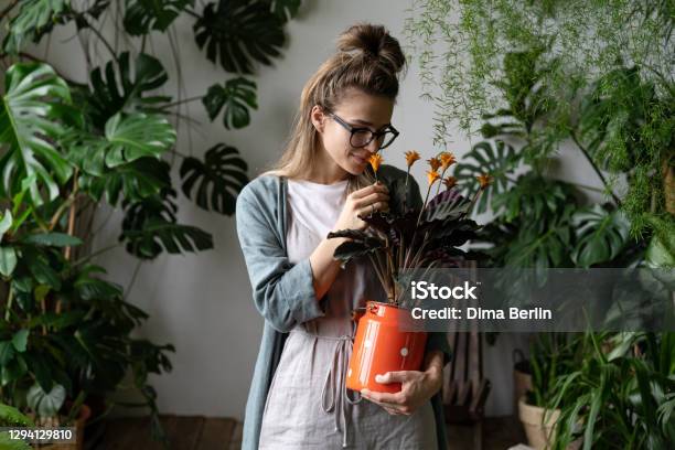 Smiling Woman Florist Holding Flowering Calathea Plant In Red Milk Can Standing In Home Garden Love Of Houseplants Stock Photo - Download Image Now