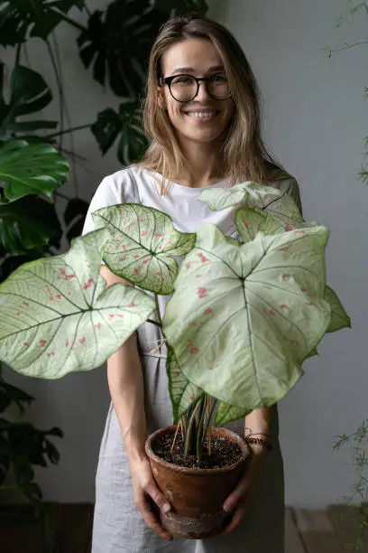 Photo of Happy woman gardener in a grey linen dress, holding flower caladium houseplant with large white leaves in clay pot, looking at camera