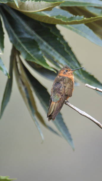 istock Shining sunbeam hummingbird 1294130584