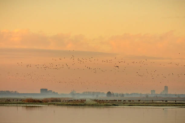 istock Looking over the Oostvaardersplassen 1294130913