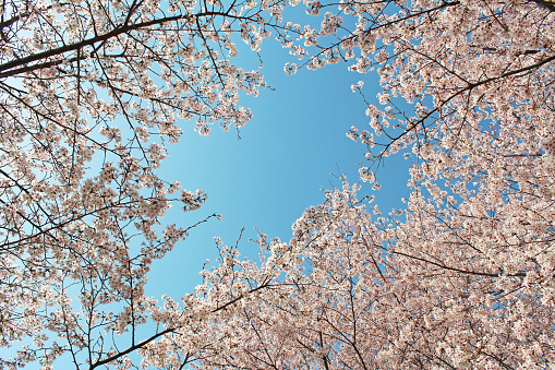 ”Somei Yoshino” cherry tree in Japan