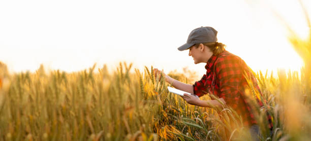 istock Woman farmer with a digital tablet 1294131537