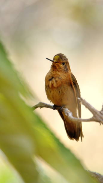 istock Shining sunbeam hummingbird 1294131578