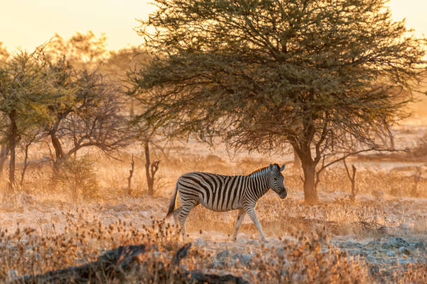 istock Burchells zebra walking at sunset 1294131779
