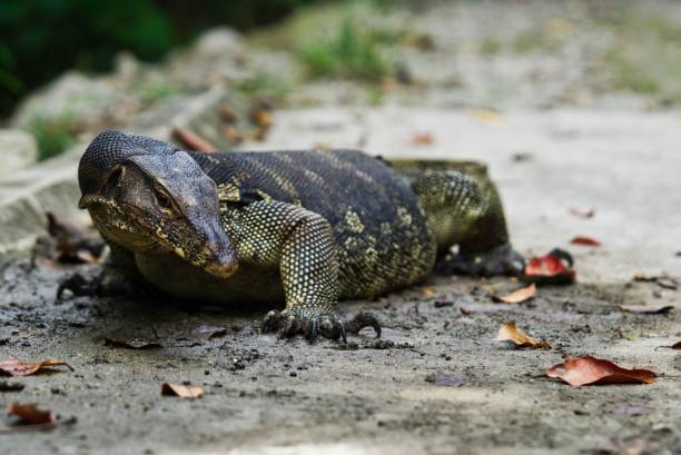 istock Mischievous Monitor Lizard 1294133788