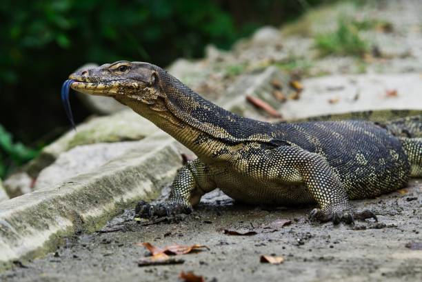 монитор ящерица с языком из - water monitor стоковые фото и изображения