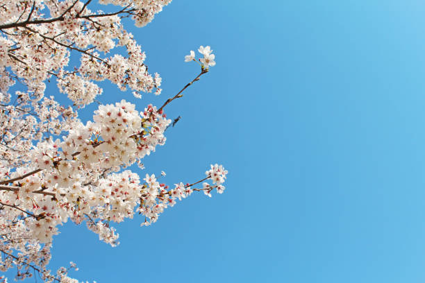 istock ”Somei Yoshino” cherry tree in Japan 1294133913