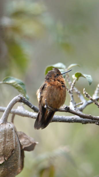 istock Shining sunbeam hummingbird 1294134711