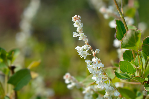 Silver lace vine white flower - Latin name - Fallopia aubertii