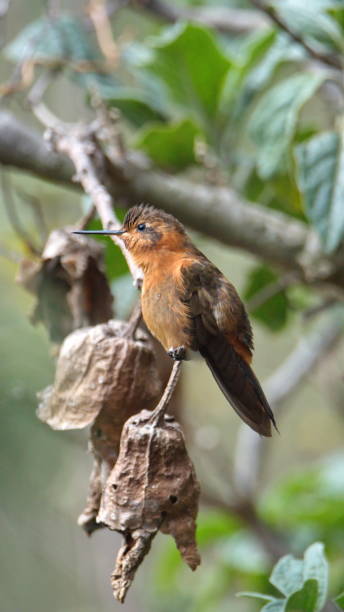 istock Shining sunbeam hummingbird 1294135938