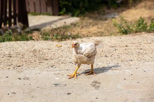 Chicken on the street in a village