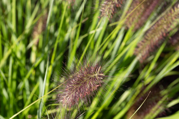 Chinese fountain grass (Pennisetum) with seeds in front of blurry background Chinese fountain grass (Pennisetum) with seeds in front of blurry background pennisetum stock pictures, royalty-free photos & images