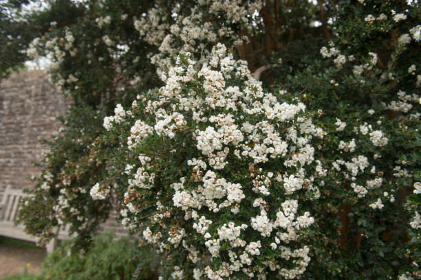 White Flowers on an Evergreen Chilean Myrtle, Temu or Arrayan Tree (Luma apiculata) Growing by a Lake in a Country Cottage Garden in Rural Devon, England, UK stock photo
