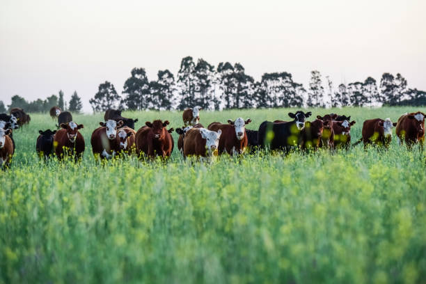 istock cows in the field 1294138118