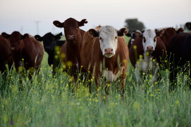 istock cows in the field 1294138119