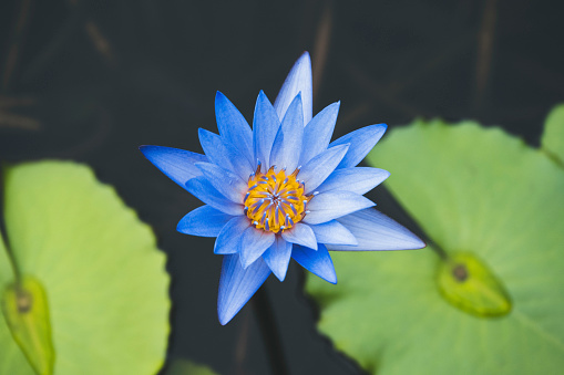 Beautiful blue lotus flower and green leafs.