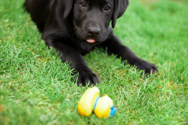 istock Black Labrador puppy playing with toy 1294139273