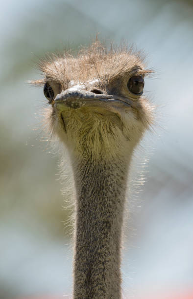 istock Close up of a Beautiful Common Ostrich Head, Namibia 1294139968