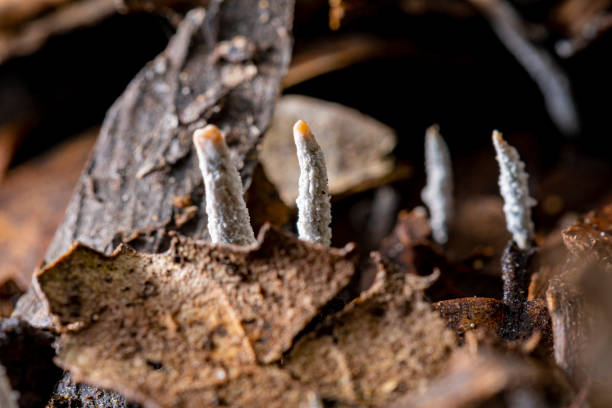 грибы xylaria в подлеске, осень на горе монсени, каталонский природный парк - xylaria стоковые фото и изображения