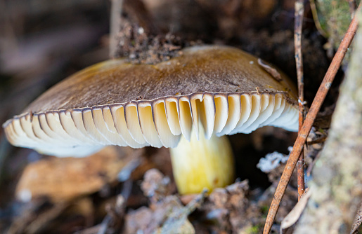 Top view of the mushroom Stropharia blue-green lat. Stropharia aeruginosa is a mushroom of the Strophariaceae family. A rare mushroom, not eaten, causes hallucinations. Environment protection.