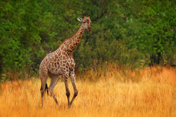 istock Giraffe in forest with big trees, evening light, sunset. Idyllic giraffe silhouette with evening orange sunset, Angola, South Africa. Hidden portrait of giraffe. 1294141271