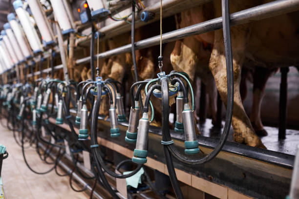 istock milking machine on a dairy farm close up 1294141533