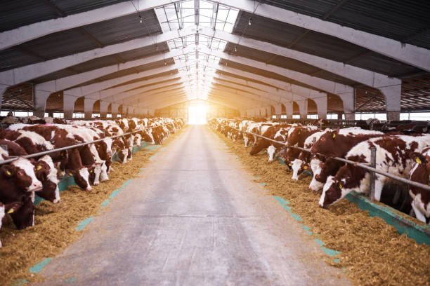 istock cows in a farm. Dairy cows in a farm. 1294141542