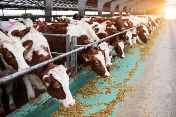 istock cows in a farm. Dairy cows in a farm. 1294141544