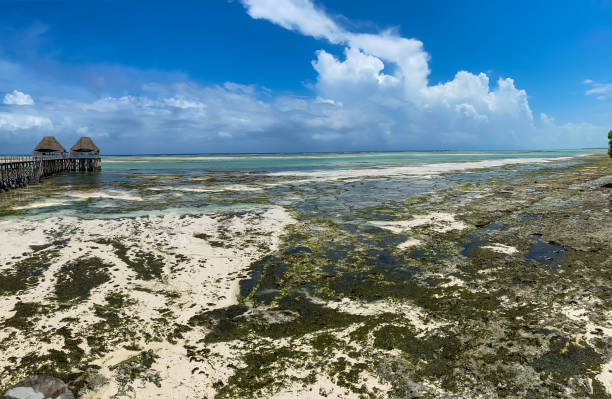 istock Melia Zanzibar beach on low tide. Panorama. Blue sky. View from pier 1294142302