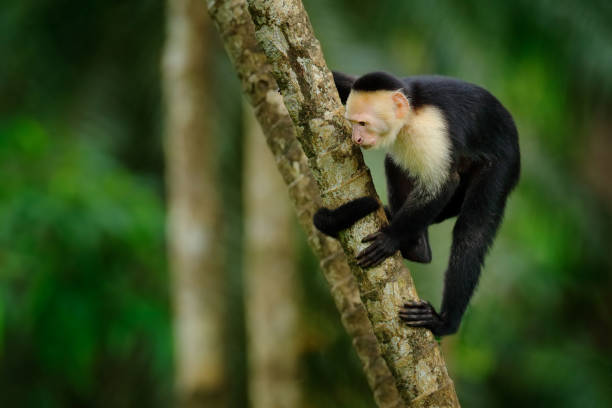 istock Cute tropic monkey. White-headed Capuchin, black monkey sitting on tree branch in the dark tropical forest. Wildlife of Panama. Travel holiday in Central America. 1294142533