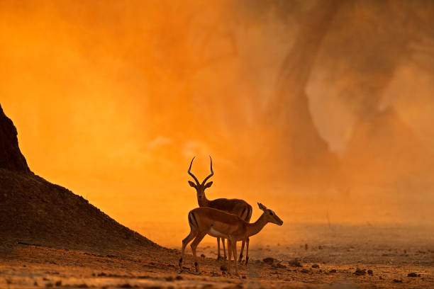 antilopen sonnenuntergang. mana pools np in simbabwe. impala im goldenen gras. schöne impala in großen alten baum mit abendsonne. tier im lebensraum der natur. orange sonnenuntergang in afrika tierwelt. - impala stock-fotos und bilder