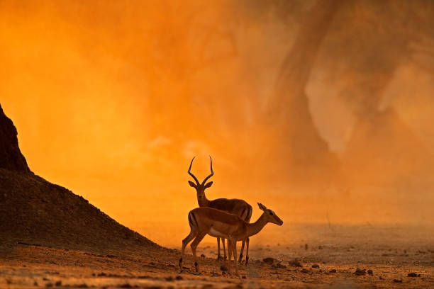 アンテロープの夕日。ジンバブエのマナプールnp。黄金の草の中のインパラ。夕方の太陽と大きな古い木の美しいインパラ。自然の生息地で動物。アフリカの野生生物のオレンジ色の夕日。 - インパラ ストックフォトと画像