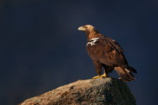 aquila imperiale iberica, aquila adalberti, raro rapaci nell'habitat roccioso, sierra de andãºjar, andalusia, spagna in europa. egle nell'habitat della pietra naturale. - imperial power foto e immagini stock