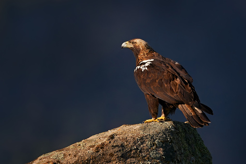 Iberian Imperial Eagle, Aquila adalberti, rare bird of prey on the rock habitat, Sierra de AndÃºjar, Andalusia, Spain in Europe. Egle in the nature stone habitat.