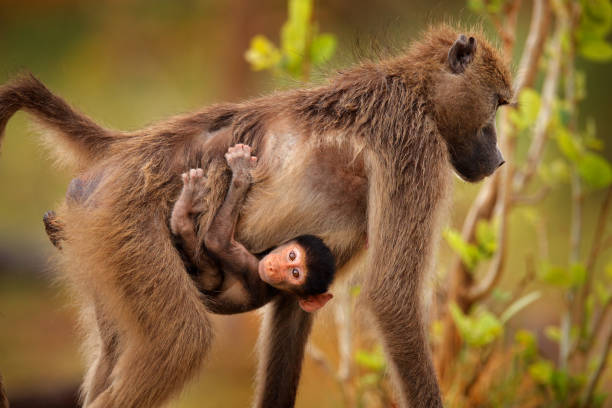 istock Monkey young cub. Chacma baboon, Papio ursinus, monkey from Moremi, Okavango delta, Botswana. Wild mammal in nature habitat. Monkey feeding fruits in green vegetaton. Wildlife nature in Africa. 1294142598