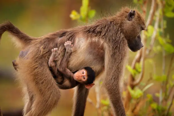 Photo of Monkey young cub. Chacma baboon, Papio ursinus, monkey from Moremi, Okavango delta, Botswana. Wild mammal in nature habitat. Monkey feeding fruits in green vegetaton. Wildlife nature in Africa.