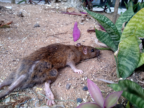 salvador, bahia, brazil - december 27, 2020: rat is seen in a garden in the city of Salvador.