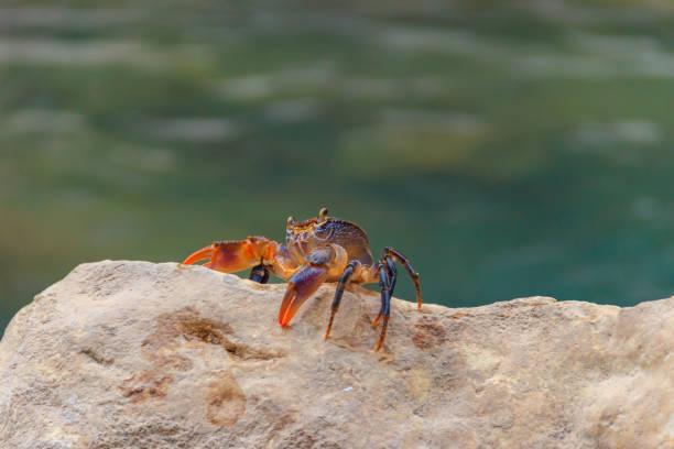 istock Freshwater river crab (Potamon ibericum) on stone near a mountain river 1294143540