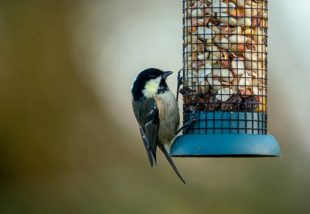 istock Bird feeders and small birds 1294144466