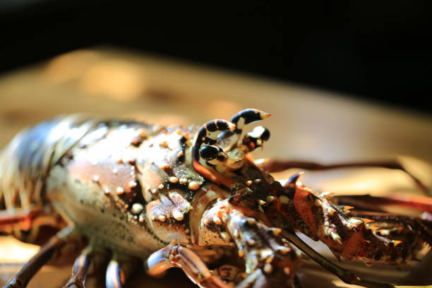 istock western rock lobster on the table 1294145424