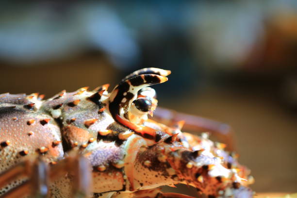 istock western rock lobster on the table 1294145464